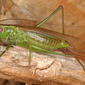 Female - lateral view - in situ - on Pine stump - close-up