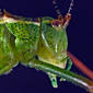 Speckled-Bush-Cricket